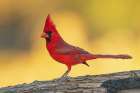 Northern cardinal, colors of sunset in southern Arizona Art Print